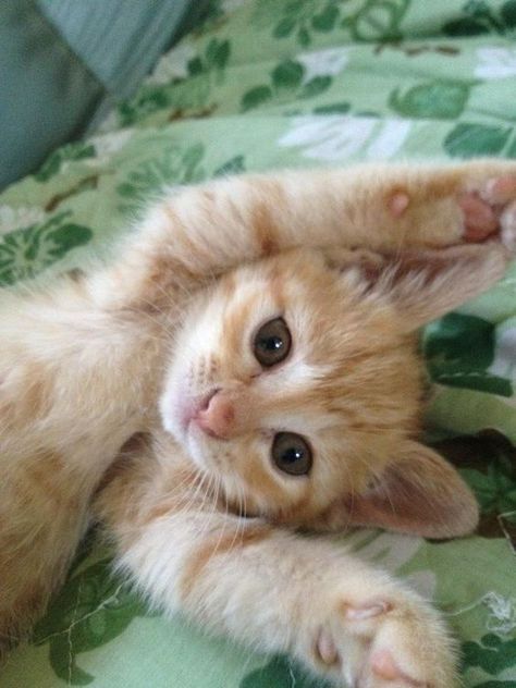 Kat Haken, Ginger Kitten, Kitten Photos, Adorable Kittens, Jackdaw, Orange Tabby Cats, Kittens And Puppies, Cats Kittens