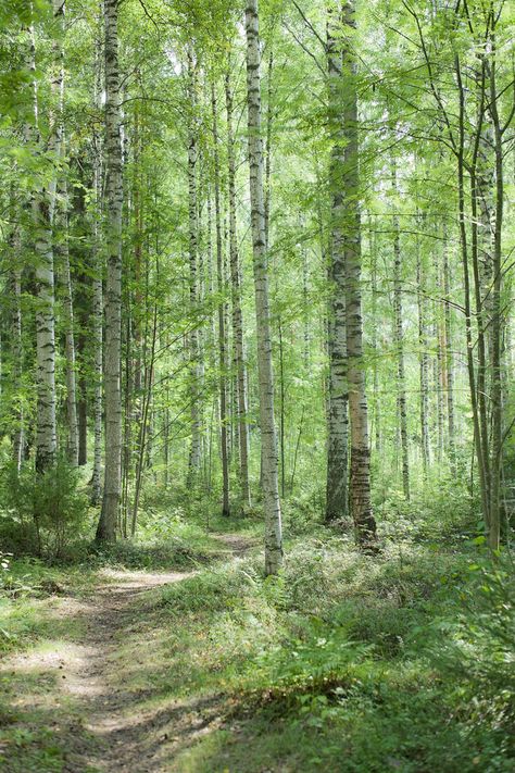 Birch Tree Aesthetic, Birch Forest Aesthetic, Birch Aesthetic, Arcadia Aesthetic, Birch Tattoo, Finland Landscape, Autumn Video, Russia Landscape, Birch Tree Forest