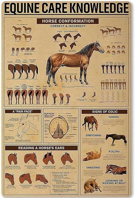 Amazon.com: Equine Care Knowledge Metal Tin Sign,Horse Conformation,Home Metal Cabin Club Shop Bar Sign Garage Cafe Farm Metal Wall Panel Art Deco 8X12 Inch : Patio, Lawn & Garden Wall Panel Art, Horse Conformation, Equine Care, Metal Wall Panel, Horse Facts, Horse Ears, Horse Anatomy, Horse Tips, Garage Cafe