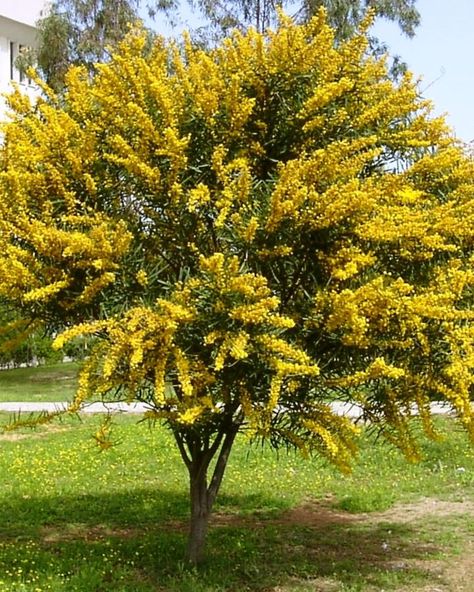 Acacia | Harry Potter Wiki | Fandom Acacia Baileyana, Mimosa Tree, Screen Plants, Acacia Tree, Yellow Blossom, Tree Seeds, Desert Plants, Tree Forest, Foliage Plants