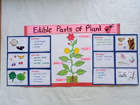 Edible Parts Of A Plant, Tlm Science, Parts Of Plant Project, Science Tlm, Plants Science Project, Plant Presentation, Nutrition In Plants, Edible Stem, Plants Science