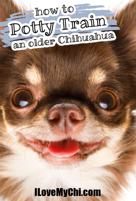 Just because your Chihuahua is older doesn't mean they can't be potty trained. This article will show you exactly how to do it. Chihuahua Puppy Training, Chihuahua Training, How To Potty Train, Potty Pads, Dog Potty Training, Potty Train, Pet Hotel, Potty Training Tips, Toilet Training