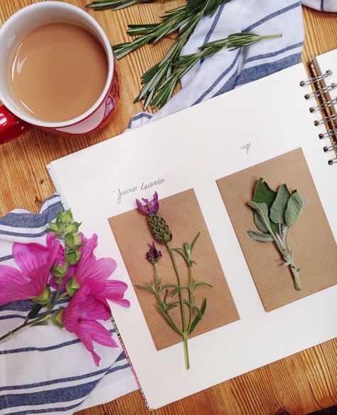 Pressed Flower Journal Pressed Flower Scrapbook Ideas, Flower Press Scrapbook, Pressed Flower Journal Ideas, Flower Pressing Journal, Dried Flowers Journal, Pictures For Journal, Pressed Flowers Journal, Book Pressed Flowers, Pressed Flower Journal