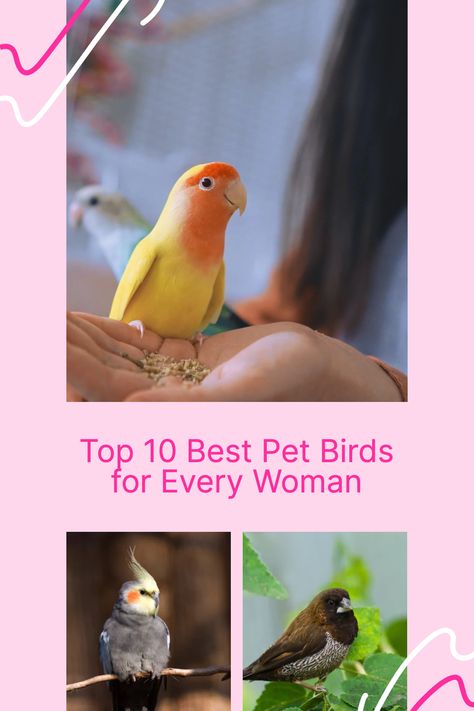 Realistically speaking, pet birds make the best companions.Have you ever wondered what kind of pet birds are best for you? Below is a list of the top 10 best #pet birds that can provide every woman with wonderful companionship and entertainment. #pets #animal #bestpet #nature Birds Pet, Best Small Pets, Best Pet Birds, Bird Breeds, Easy Pets, Pet Bird, Small Birds, Exotic Pets, Every Woman