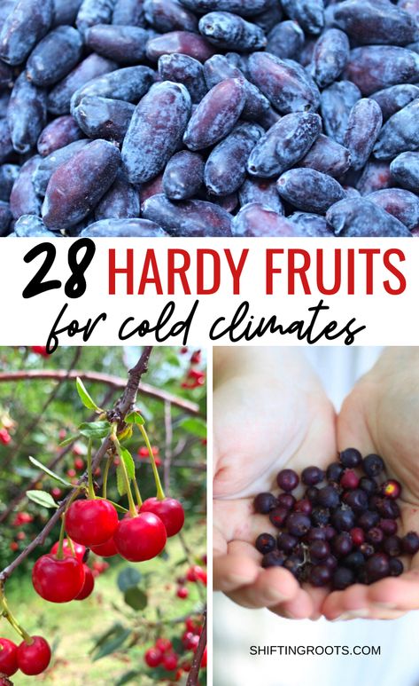 Cold Hardy Nut Trees, Zone 4 Fruit Trees, Zone 4b Landscaping Ideas, Homesteading Zone 5, Fastest Growing Fruit Trees, Fruit Tree Forest, Zone 4b Vegetable Gardening, Zone 5 Food Forest, Homesteading In Canada