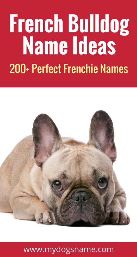 Sweet and stylish dog names perfect for a French Bulldog. Frenchie names don't get much better than this! Cute French Bulldog Names, How To Care For A French Bulldog, French Bulldog Names Boys, Frenchie Puppy Names, Names For French Bulldogs, French Bullhuahua, French Bulldog Names Girl, French Dog Names, White French Bulldog Puppies