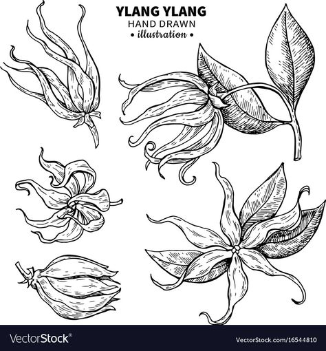 Tropical Flower Tattoos, Hibiscus Tattoo, Ylang Ylang Flower, Handpoke Tattoo, Forearm Tattoo Women, Ipad Drawings, Creating Artwork, Flower Sketches, Flower Packaging