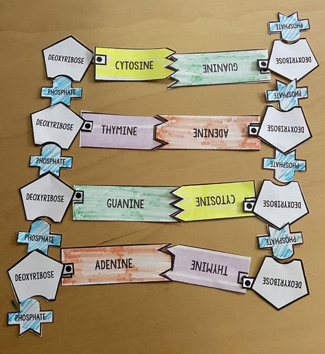 Finding Your Roots - Intro to DNA and Making a Twizzler DNA Model Activity Dna Model Template, Dna Strand Project, Dna Models Projects, Dna Activities For Kids, Dna Project Ideas, Dna Model Project High Schools, Dna Paper Model, Dna Model Project Ideas, Dna Replication Model