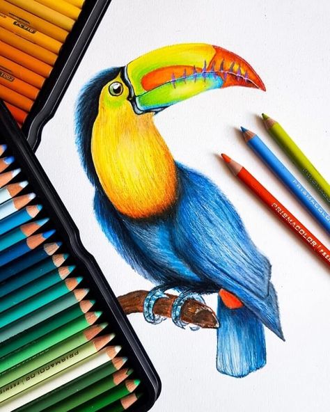 Animal Pencil Drawing Pencil Colours Art Drawings, Pencil Colour Painting, Pencil Inspiration, Color Pencil Sketch, Color Pencil Illustration, Pencil Drawings Of Animals, Prismacolor Art, Color Drawing Art, Hobby Ideas