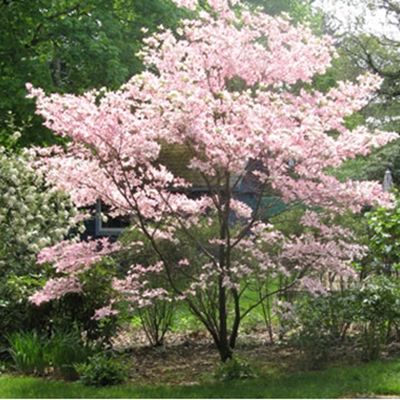 Trees For Small Spaces, Accent Trees, Pink Dogwood, Fall Garden Vegetables, Garden Vegetables, Recycled Garden, Zone 5, Fall Garden, Picture Windows