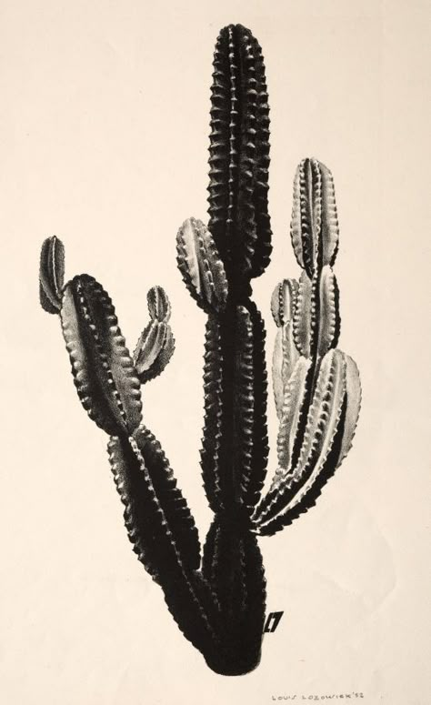 Louis Lozowick Cactus | Cleveland Museum of Art Cleveland Museum Of Art, Junji Ito, Art And Illustration, Cactus And Succulents, White Photo, Cacti And Succulents, Plant Life, Botanical Illustration, Cactus Plants