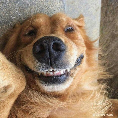 Golden Retriever Smile, Dog Snapchats, Dog Shots, Goofy Dog, Cute Dogs Images, Cute Animals Puppies, Funny Animal Photos, Really Cute Dogs, Cute Animals Images