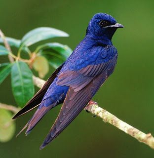 PURPLE MARTIN (Progne subis) -  feeds almost exclusively on flying insects. They may occasionally take insects from the ground. It nests in birdhouses, holes in trees and cactus, or crevices in cliffs and buildings. The nest is made of twigs, plant stems, mud and grasses. They breed throughout temperate North America, in south and south-east Canada, in the whole eastern half of the United States and along the Pacific coast from southern Canada to Mexico. They winter in the Amazon basin. Animals, Purple, Purple Martin, Blue Birds, Blue Bird, Birds, Green, Blue