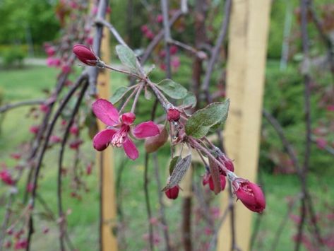 Flowering Crabapple Tree, Flowering Crabapple, Weeping Trees, Crabapple Tree, Royal Beauty, Tree Pruning, Crab Apple, Pink Blossom, Apple Tree