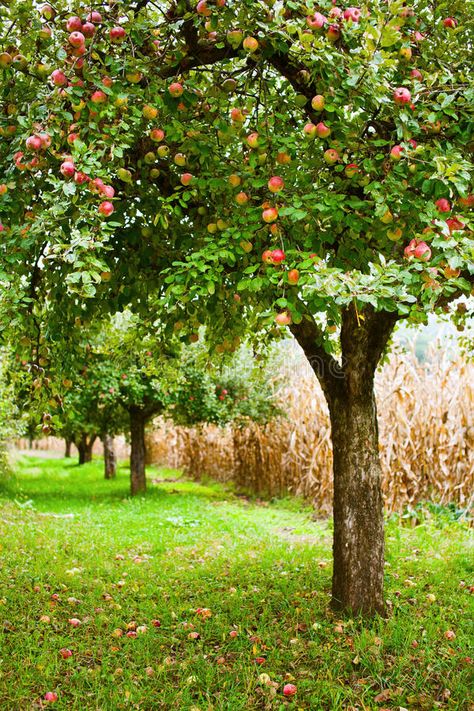 Orchard Garden, Apple Trees, Apple Orchard, Flowers Wallpaper, Fruit Garden, Fruit Snacks, Garden Trees, Apple Tree, Garden Cottage