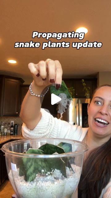 Snake Plant Propagation, 10 Percent Off, Snake Plant Care, Lucky Plant, Snake Plants, Succulent Soil, Plant Projects, Plants Succulents, Plastic Container