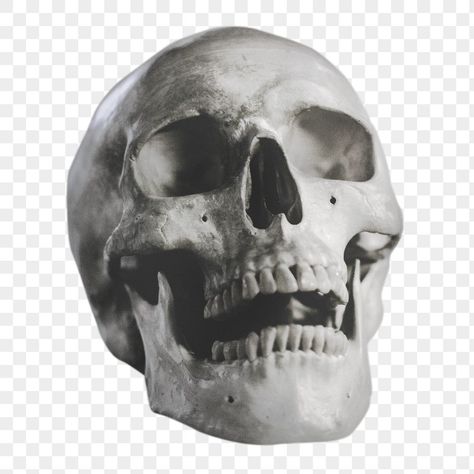 Transparent Halloween Png, Pictures With Transparent Background, Graphic Design Skull, Images With Transparent Background, Skull Png Aesthetic, Graphic Design Elements Png, Transparent Images Png, Halloween Png Images, Aesthetic Icons Png Transparent