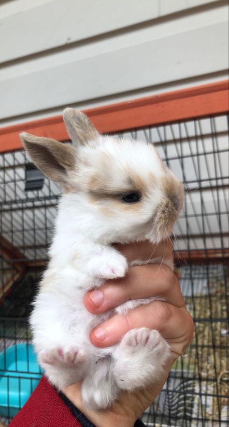 Baby mini lop bunny rabbit adorable cute animal pet Holding Item Reference, Dutch Bunnies, Mini Lop Bunny, Bunny Breeds, Holland Lop Bunny, Bunny Care Tips, Mini Lop Bunnies, Bunny Supplies, Mini Lop Rabbit