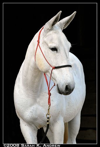 Notice the fine lines.  The lack of unkempt hair. The ability to stand still for a photo.  And there you have it, a mule. Draft Mule, Mules Animal, Energizer Bunny, All The Pretty Horses, Horse Crazy, Draft Horses, Limassol, Pretty Horses, Horse Pictures