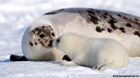 Harp seal (Phoca groenlandicus) touching noses with her pup, Magdalen Islands, Quebec (Credit: Eric Baccega/naturepl.com) Magdalen Islands, Harp Seal Pup, Harp Seal, Sea Mammal, Seal Pup, Baby Seal, Marine Mammals, Silly Animals, Sea Lion