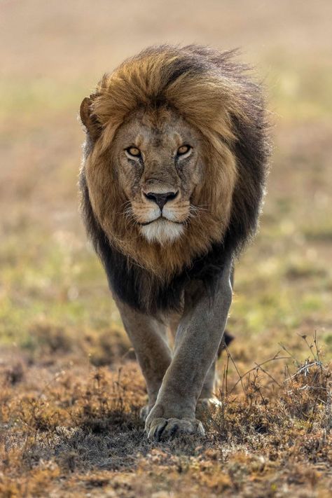 Lion Photography, Wild Lion, Lions Photos, Lion Drawing, Lion Love, Lion Images, Lion Pictures, African Lion, Majestic Animals