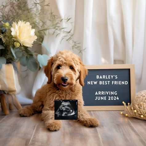 Pet Baby Announcement, Gender Reveal Ideas With Dog, Baby Announcement To Best Friend, Nerdy Pregnancy Announcement, Baby Announcing Ideas With Dog, Announcing Pregnancy To Husband, Unique Pregnancy Announcement Photos, Pregnancy Announcement With Dogs, Best Friend Pregnancy Announcement