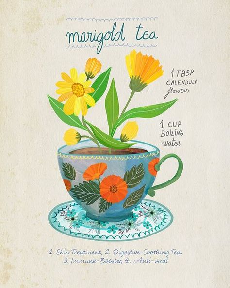 Marigold Tea, Immune Booster, Calendula Officinalis, Collagen Booster, Immunity Booster, Herbal Teas, Tea Recipe, Bar Art, Illustrators On Instagram