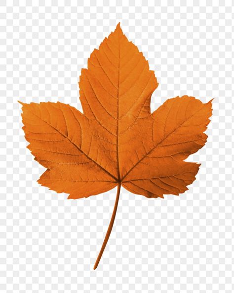 Leaves Autumn, Leaf Graphic, Leaf Aesthetic, Maple Leaves, Maple Leaf Aesthetic, Autumn Png Aesthetic, Autumn Aesthetic Leaves, Leaves Png, Fall Png