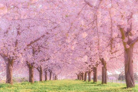 Sakura Landscape, Ancient Chinese Clothing, Pretty Phone Wallpaper, Nature View, Most Beautiful Flowers, Pink Houses, Fantasy Art Landscapes, Famous Places, Vacation Places