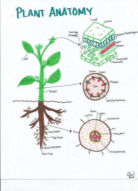 Animal and Plant Homeostasis and Physiology Study Guides | Ashley's Biology Study Guides Physiology Study, Plant Anatomy, Biology Plants, Plant Lessons, Plant Physiology, Plant Notes, Plant Activities, Biology Classroom, Plant Study