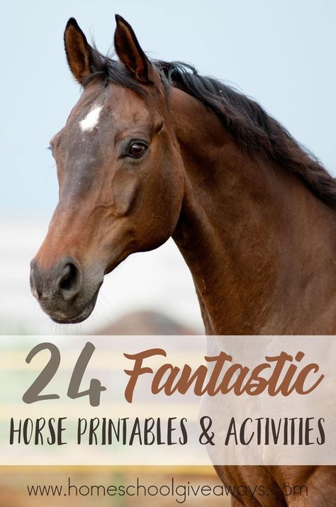 Whether your children love horses, want to learn about them or you're working through a series on farm animals, these Horse printables and activities are perfect! :: www.homeschooolgiveaways.com Horse Themed Activities, Horse Worksheets Free Printable, Horse Printables Free, Horse Activities For Preschool, Horse Worksheets, Horse Activities, Horse Education, I Love Horses, Unit Studies Homeschool