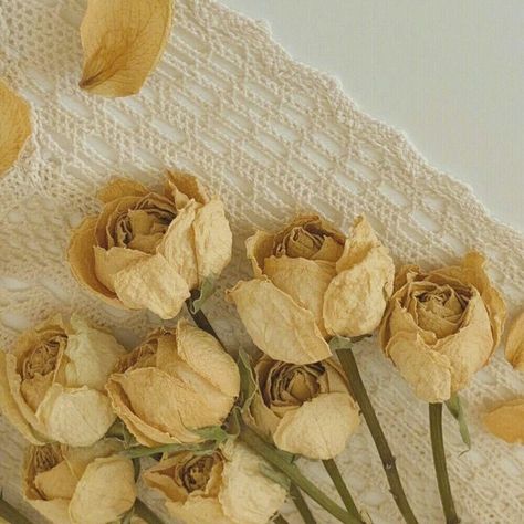 Dried Flowers Aesthetic, Fearless Aesthetic, Flowers Aesthetic, Yellow Aesthetic, Hold You, Creative Ideas, Dried Flowers, Cinderella, Yellow