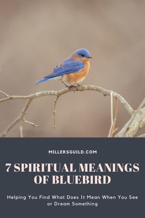 7 Spiritual Meanings of Bluebird Animals Symbolism, Bird Meaning, Animal Totem Spirit Guides, Meaning Of Blue, Spirit Animal Meaning, Animal Meanings, Sick Boy, Animal Guides, Animal Symbolism