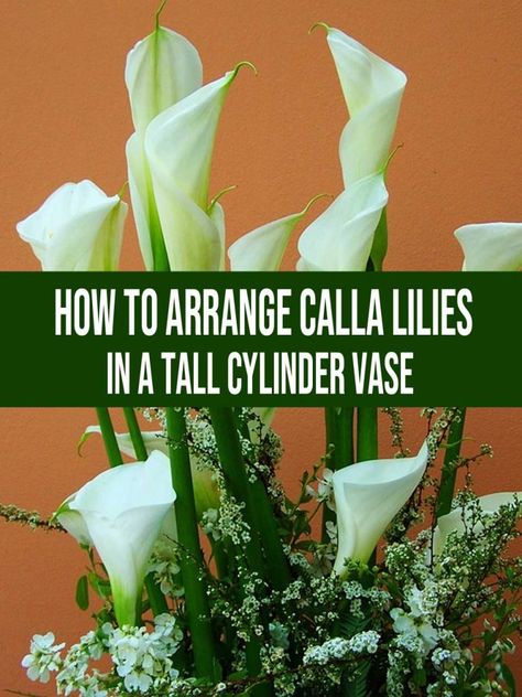 How To Arrange Calla Lilies in a Tall Cylinder Vase Tall Vase Flower Arrangements, Evergreen Bushes, Tall Vase Arrangements, Calla Lily Centerpieces, Lily Centerpieces, Flower Arranging Tutorial, Tall Flower Arrangements, Tall Cylinder Vases, Tall Floral Arrangements