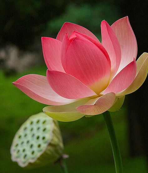 Lotus Flower Reference, Lotus Flower Photo, Lotus Reference, Lotus Flower Aesthetic, Lotus Photo, Flowers Reference, Bali Flowers, Flower Reference, Lotus Flower Pictures