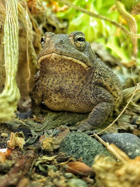 Toad Reference Photo, Frogs And Toads, Toad Drawing Reference, Toad Anatomy, Toad Photograph, Toad Totem, Toad Dragon, Toad Reference, Toad Aesthetic