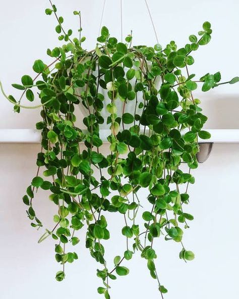 Peperomia Hope Care and Growing Tips | Balcony Garden Web Peperomia Hope, Basket Plant, Seed Starting Mix, Small Leaves, Plants For Hanging Baskets, White Flies, Trailing Plants, Growing Tips, Peat Moss