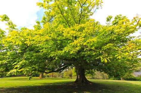 Nature, Chinese Chestnut, Chestnut Tree, American Chestnut, Chestnut Trees, Invasive Species, Fruit Plants, Best Stocks, Botanical Beauty