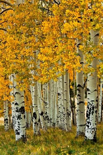 자작나무 그림, Aspen Grove, Birch Tree Art, Birch Tree Painting, Fall Photography, Aspen Trees, Autumn Scenes, Birch Trees, Autumn Scenery