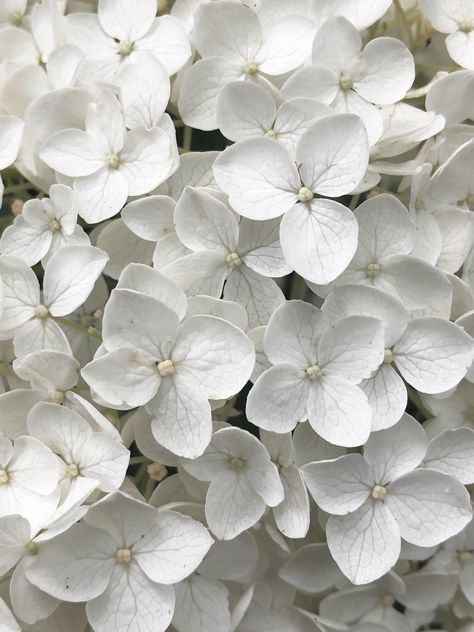 White Hydrangea Aesthetic, White Hortensia, White Hydrangea, More Wallpaper, Flower Field, Hydrangea, Color Patterns, White Flowers, Beautiful Design