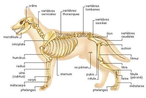 Dog Anatomy, Dog Skeleton, Biology Art, Animal Anatomy, Pet Vet, Animal Bones, Veterinary Medicine, Vet Tech, Wolf Dog