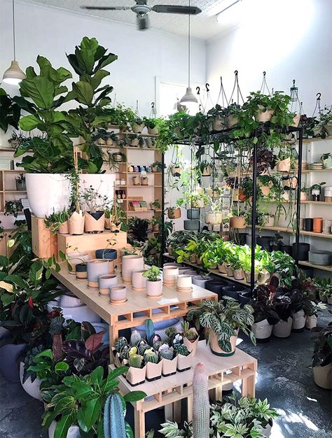 Plant Shops, Kaktus Dan Sukulen, Garden Center Displays, Flower Shop Interiors, Flower Shop Decor, Flower Shop Design, Australian Plants, Growing Plants Indoors, Florist Shop