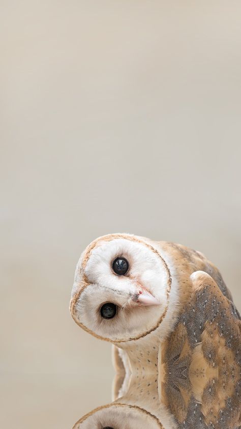 Owl Wallpaper Iphone, Wildlife Wallpaper, Pets Preschool Theme, Cute Owls Wallpaper, Owl Wallpaper, Iconic Wallpaper, Pets Drawing, Animal Book, Pets For Sale