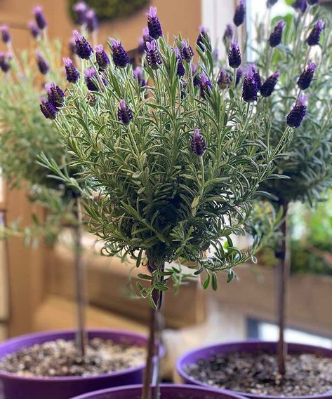 Lavender Topiary, Tree Balcony, Indoor Topiary, Lavender Potted Plant, Lavender Tree, Houseplant Decor, Beautiful Purple Flowers, Potted Lavender, Lavender Varieties