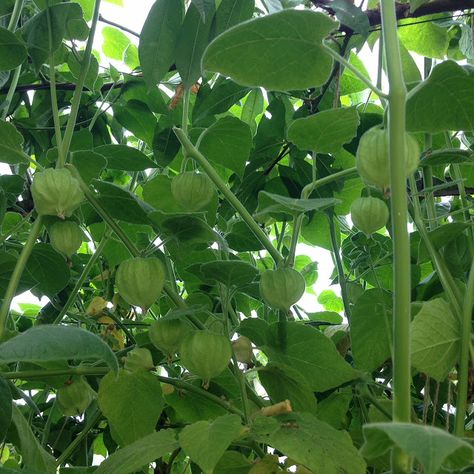 Physalis peruviana - aka Cape Gooseberries, Ground Cherries or Inca BerriesI was lucky enough to inherit a very mature Physalis peruviana in our greenhouse when we bought our house. The plant is of the nightshade family Solanaceae. The fruits look like an orange cherry tomato but the taste is quite different, it's almost like a pineapple taste, it's one of those fruits you either love or hate. I love them, they are so beautiful. Each fruit has a husk which looks like a little paper lantern casin Ground Cherries, Selling Crafts Online, Cape Gooseberry, Selling Crafts, Love Or Hate, Cherry Tomato, Paper Lantern, Marketing Social Media, Chinese Lanterns