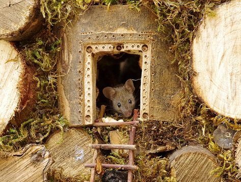 Man Discovers A Family Of Mice Living In His Garden, Builds Them A Miniature Village Village Miniature, Miniature Village, Mouse Photos, Cute Little Houses, Tiny Village, Mouse House, Russell Terrier, Cat Sitting, Jack Russell Terrier