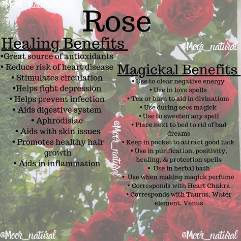 Healing & Magickal Benefits of Roses🌹🌷🥀 . .#roses #flowers #rose #love #nature #flower #flowerstagram #photography #art #flowersofinstagram #garden #wedding #pink #beautiful #florist #bouquet #naturephotography #floral #instagood #flowerphotography #instagram #redroses #beauty #photooftheday #handmade #red #flowerpower #rosesofinstagram #pinkroses #gardening Herbal Flowers, Herbs Medicine, Magickal Correspondences, Folk Remedies, Tea Remedies, Ayurvedic Healing, Healing Remedies, Makeup Images, Plant Magic