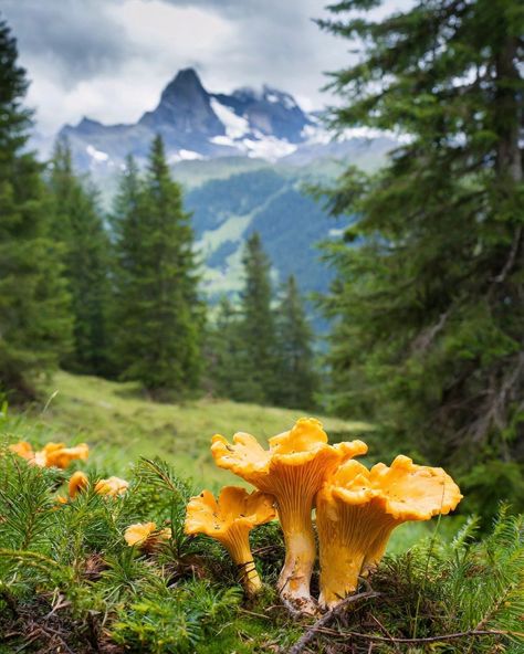 Orest | Chanterelles in the foggy mountains 💛🌲🏔️ #chanterellemushrooms #nature #mushroomhunter #грибы #mushrooms🍄 #mushroom #fungi #chanterelles… | Instagram Mushroom Collection, Chanterelle Mushrooms Photography, Autumn Mushrooms, Chantrell Mushrooms, Mushroom Photo, Mushrooms Forest, Chanterelle Mushrooms, Mushrooms Photography, Adventure Goals