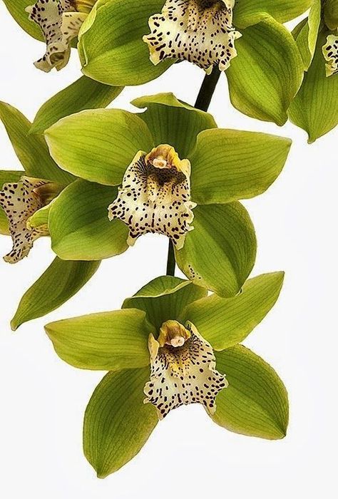 Untitled Orchids Care For Beginners, Orchid Seeds, Orchids Care, Cymbidium Orchid, Green Brooch, Seed Pots, Green Orchid, Bonsai Flower, Indoor Bonsai