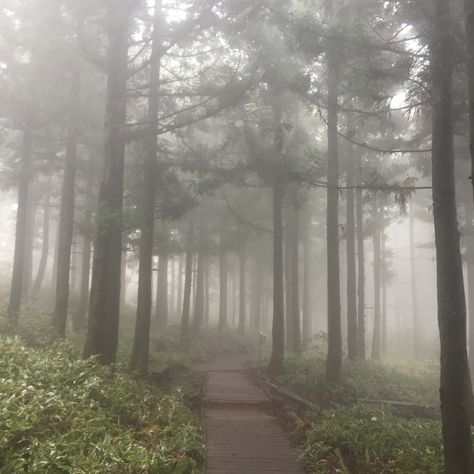 Aesthetic Foggy Forest, Nature, Bonito, Foggy Trees Aesthetic, Fog Forest Aesthetic, Fog In Forest, Foggy Sky Aesthetic, Foggy Woods Aesthetic, Foggy Forest Aesthetic